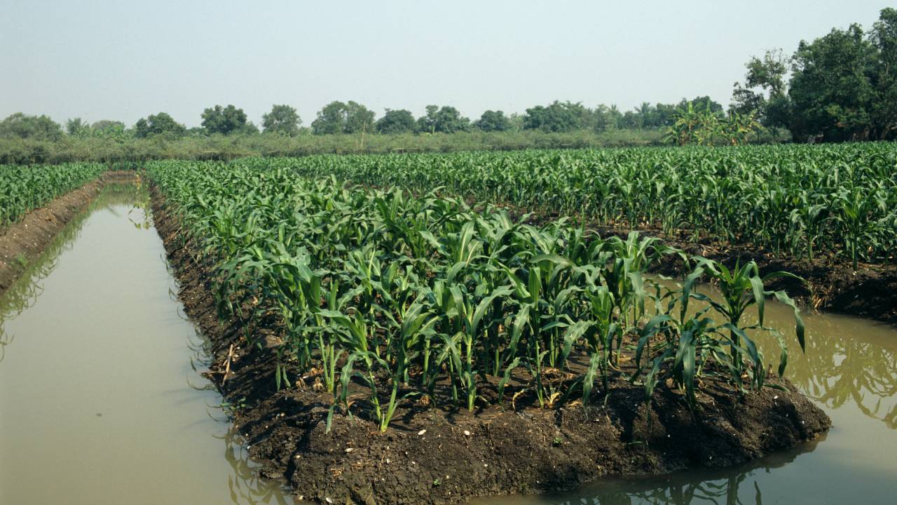 Cómo IGEAS Puede Transformar tu Olivar de Regadío