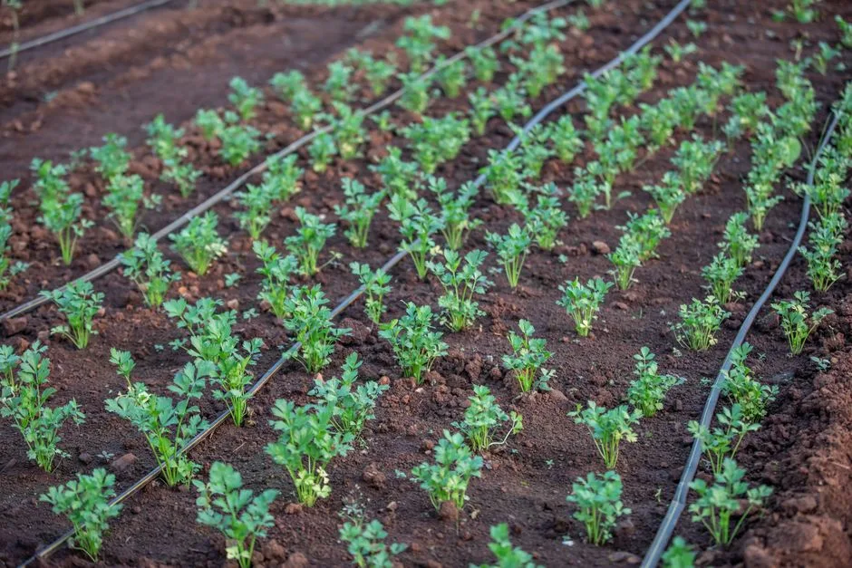 Sistema de riego por goteo con agua de pozo en cultivo de hortalizas en España